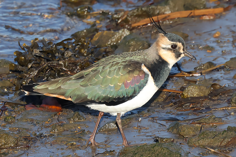 Lapwing